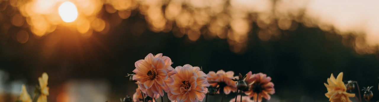 Large pink and yellow flowers silhouetted against a woodland at sunset