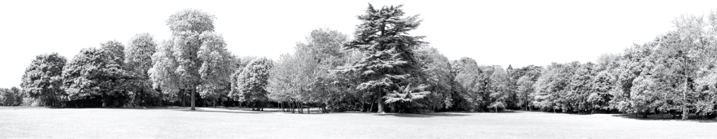 Black and white panoramic of a park with tall trees