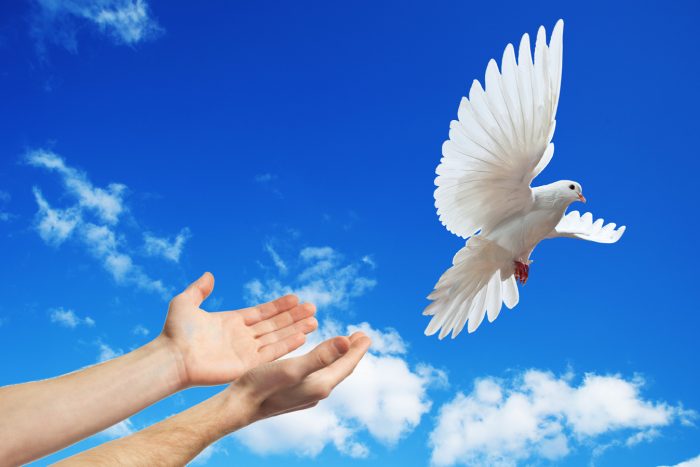 A white dove being released against a blue sky with white clouds