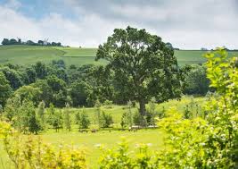 Open green area with big tree at Clayton Wood Natural Burial Ground