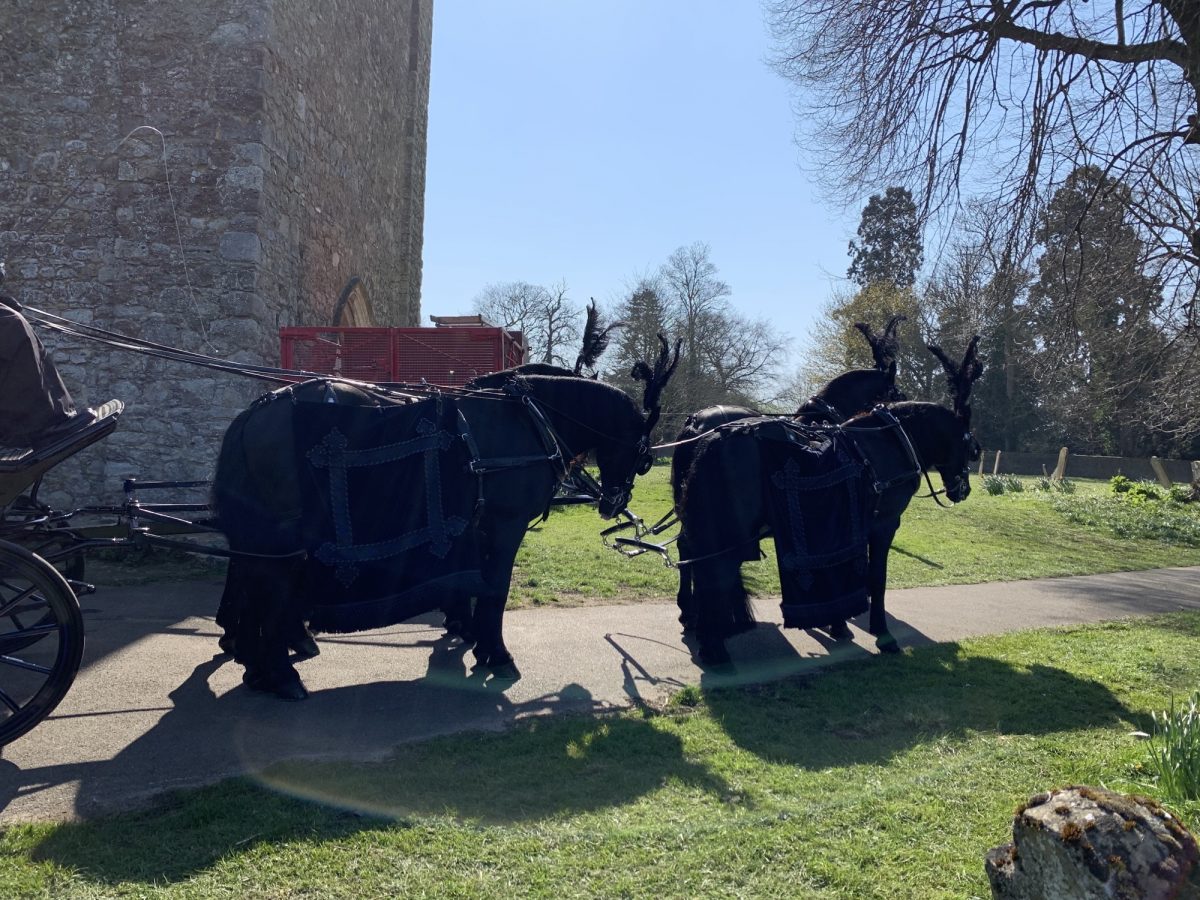 Black horses wearing large black feather headwear and waiting to pull a funeral carriage
