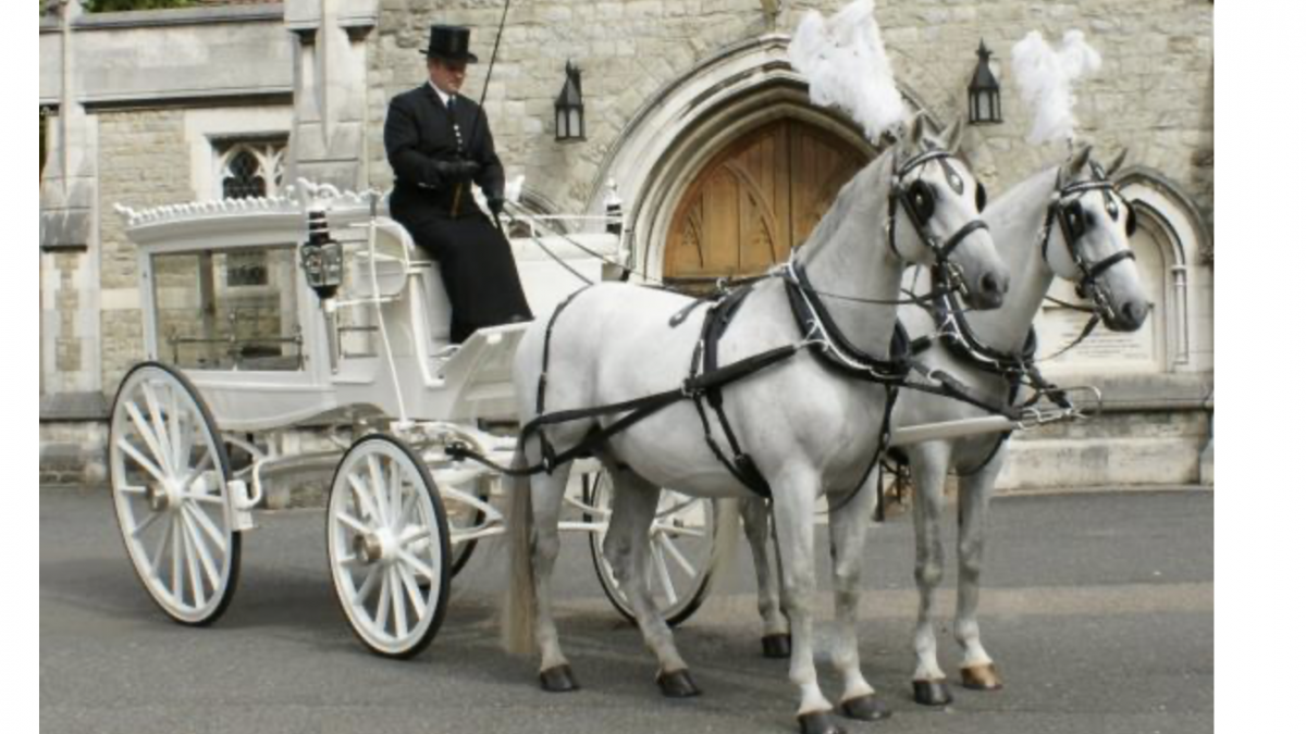White horse drawn funeral carriage
