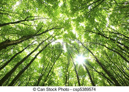 View looking up to the tops of trees with the sun shining through