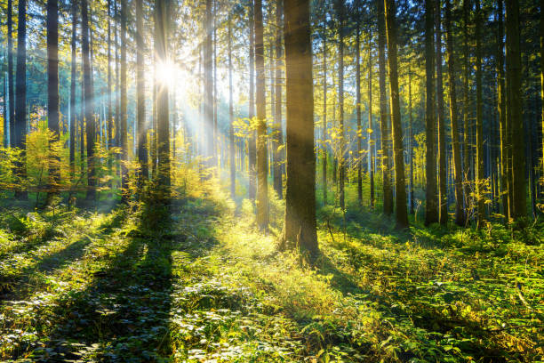 Green woodland with the sun shining through the trees