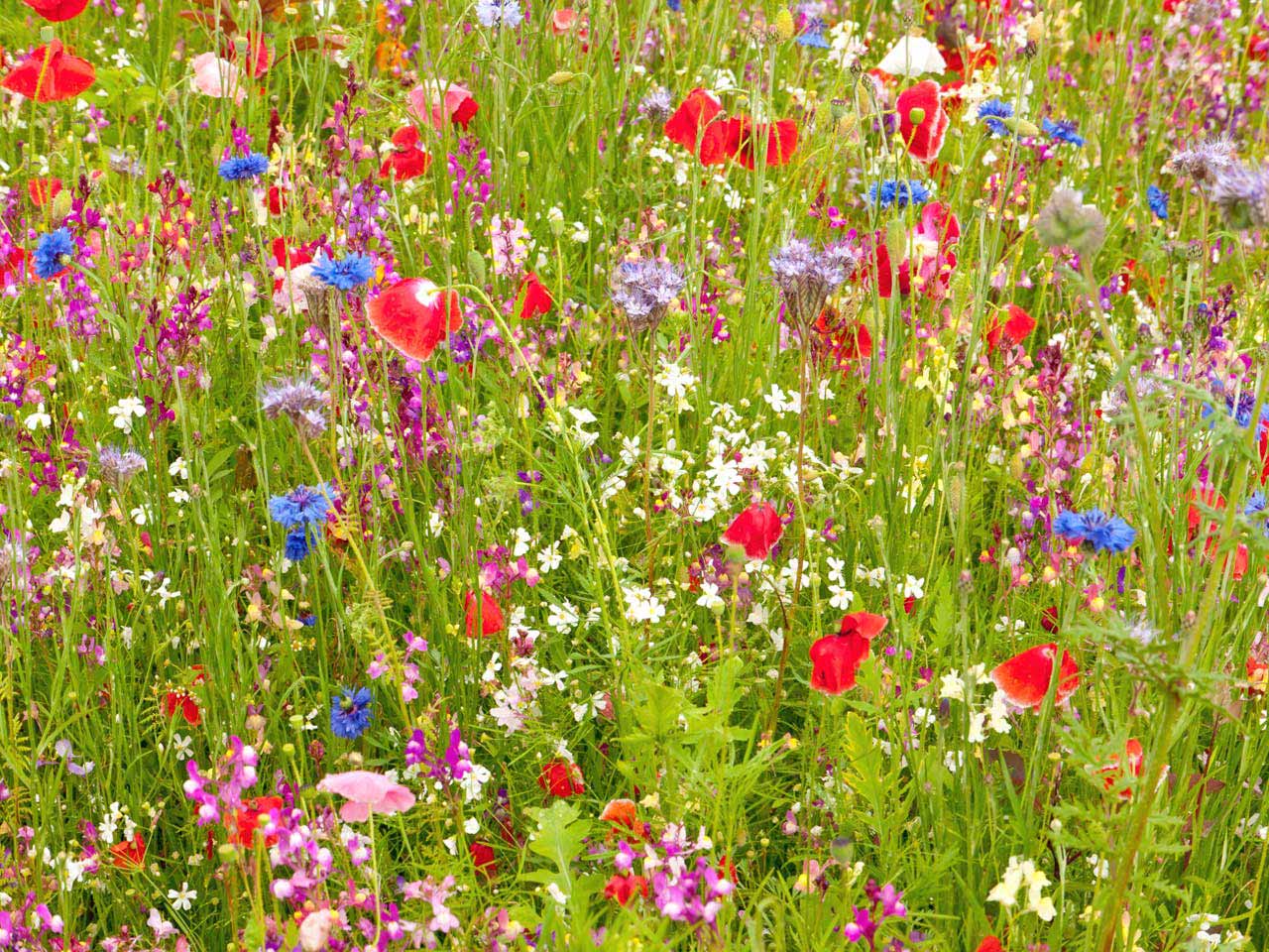 Beautiful meadow with green grass, and bright red, purple and blue flowers