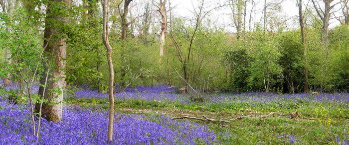 Lavender And Trees In The Woods