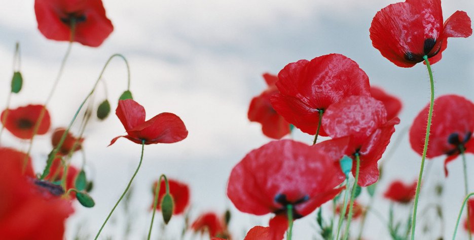 Remembrance Day Poppies