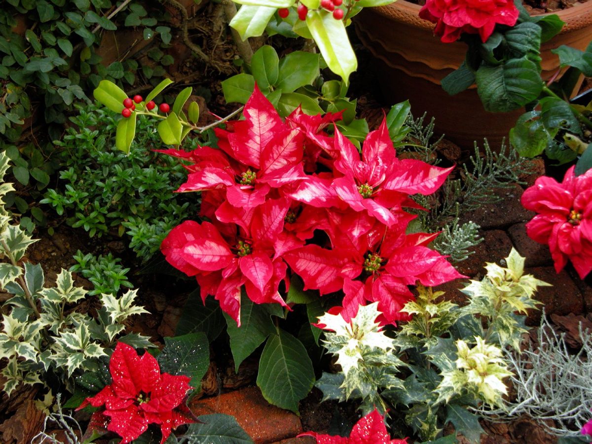 Christmas plants